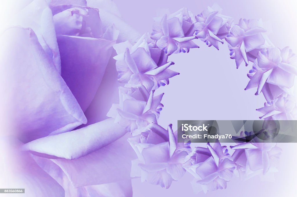 Floral Fondo Hermoso Violetablanco Composición De La Flor Marco De Color Rosa Violeta Flores Rosas Sobre Fondo Violeta Claro Primer Plano De Rosa Naturaleza Foto de stock y más banco de imágenes Floral Fondo Hermoso Violetablanco Composición De La Flor Marco De Color Rosa Violeta Flores Rosas Sobre Fondo Violeta Claro Primer Plano De Rosa Naturaleza Foto de stock y más banco de imágenes