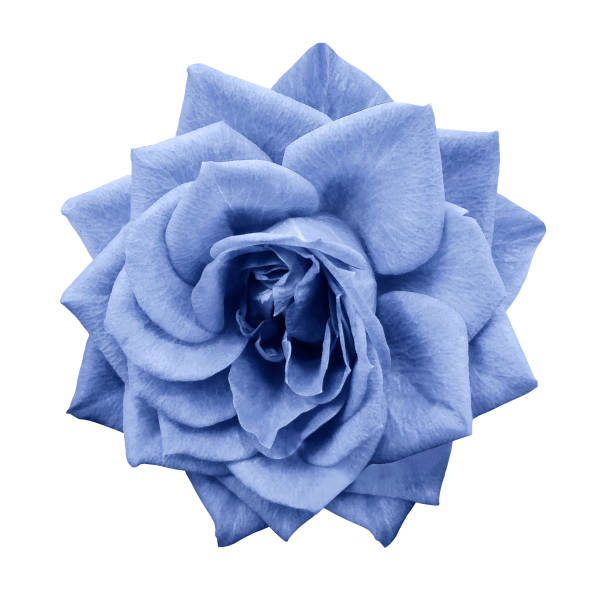 istock Rose light blue flower  on white isolated background with clipping path.  no shadows. Closeup.  For design.  Nature. 883561358