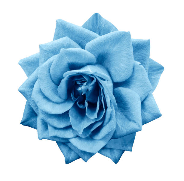 istock Rose turquoise  flower  on white isolated background with clipping path.  no shadows. Closeup.  For design.  Nature. 883567972