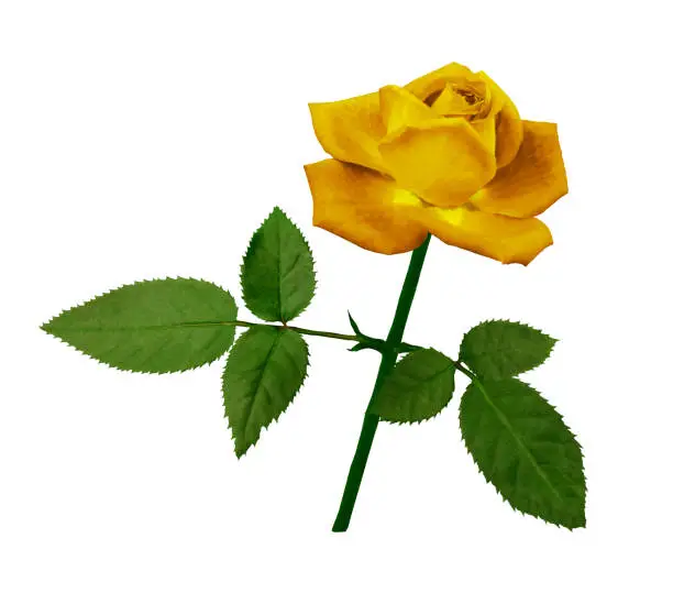 A flower of a yellow rose on a green stem with leaves.  Flower blooms on isolated  white background with clipping path. For design. Nature.