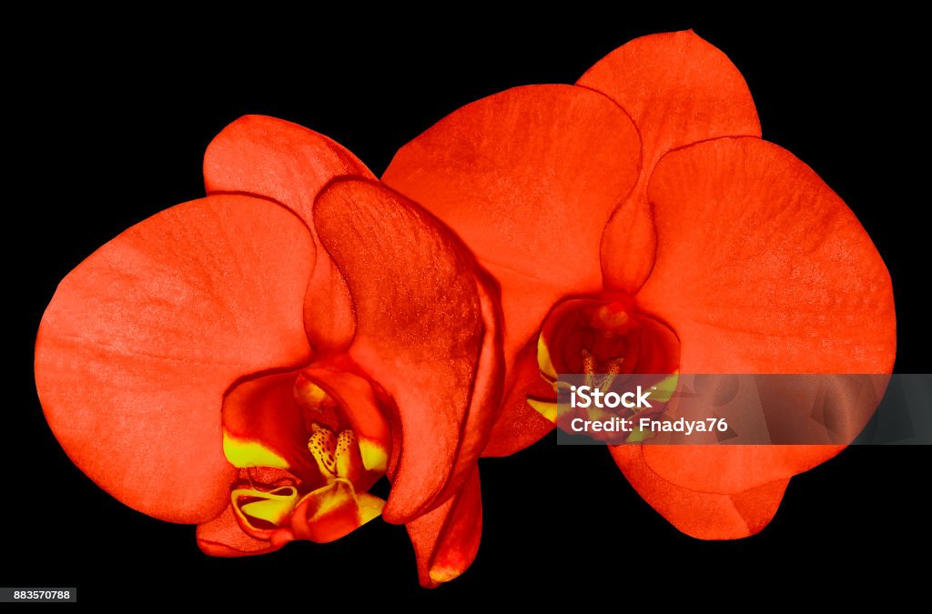 Foto de Flor De Orquídea Vermelha Isolada No Fundo Preto Com Traçado De  Recorte Closeup Flor Vermelha Phalaenopsis Com Lábio Vermelhoamarelo  Natureza e mais fotos de stock de Adulto - iStock