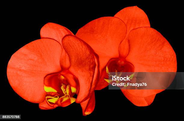 Foto de Flor De Orquídea Vermelha Isolada No Fundo Preto Com Traçado De  Recorte Closeup Flor Vermelha Phalaenopsis Com Lábio Vermelhoamarelo  Natureza e mais fotos de stock de Adulto - iStock