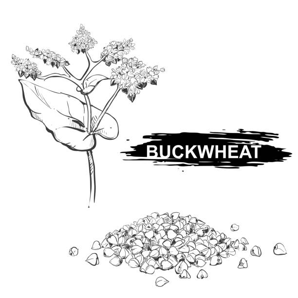 нарисован ручной иллюстрацией набора гречихи, зерна. эскиз. вектор eps 8 - buckwheat stock illustrations