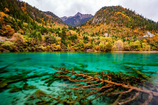 istock colorful forest in Jiuzhaigou 883602504