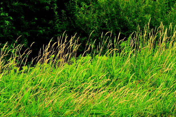 istock Summer where field flowers bloom 883607636