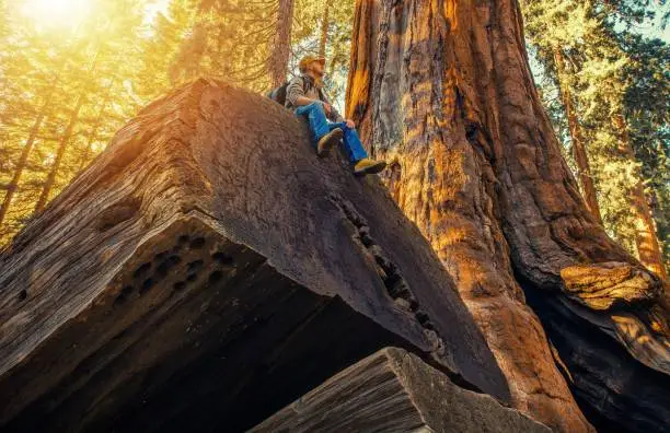 Photo of Sequoia Forest Hiker