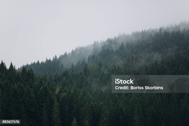 Pine Forest On The Mountains Stock Photo - Download Image Now - Hillsborough - Sheffield, Pinehurst, Badminton Horse Trials