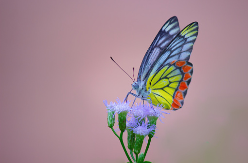 Mariposa común de Jezabel photo