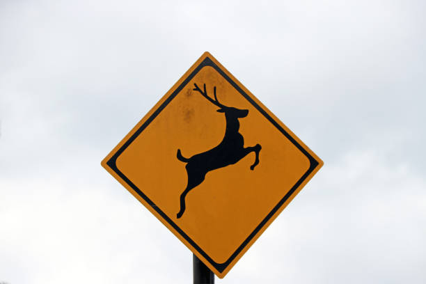 istock Deer sign on yellow and black color with sky background. 883631166