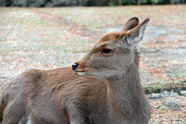 istock Deer laying down on the grass floor at the park , Japan. 883631540