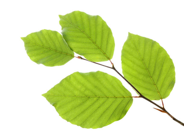 너도 밤나무 잎에 고립 된 흰색 배경 - beech tree 뉴스 사진 이미지