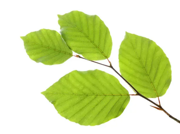 Photo of Beech leaves isolated on white background