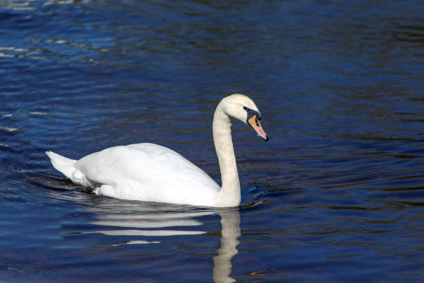 istock portrait of a white swan 883643604