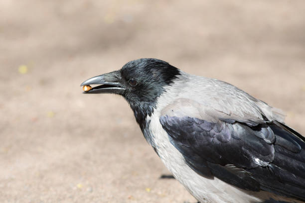 istock portrait of a crow with a nut 883643692