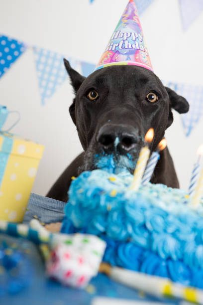 istock Dog celebrating his birthday 883647168
