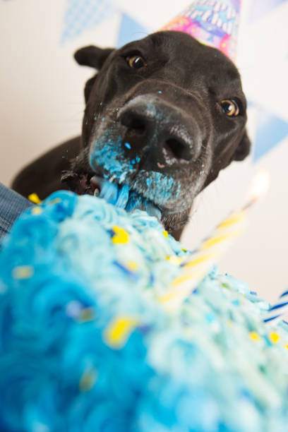 istock Dog celebrating his birthday 883649742