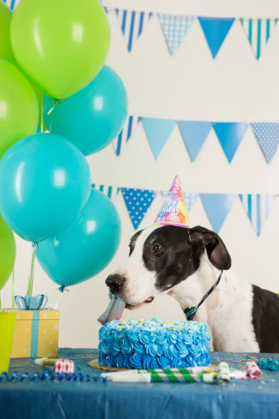 istock Dog celebrating his birthday 883651788