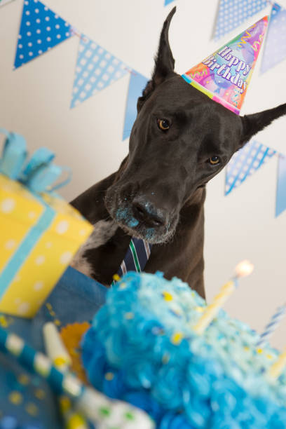 istock Dog celebrating his birthday 883656690