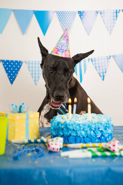 istock Dog celebrating his birthday 883657234