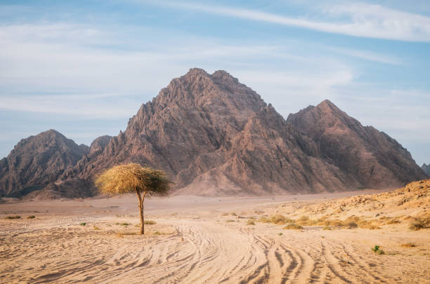 arbre dans le désert du sinaï avec montagnes, égypte - sinai peninsula photos et images de collection