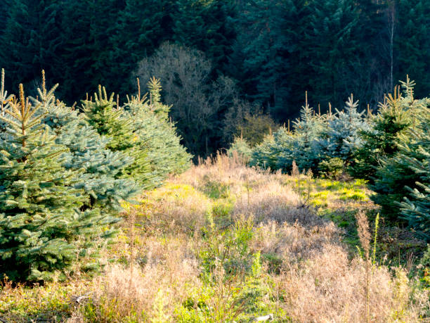 istock On the Christmas tree plantation 883660590