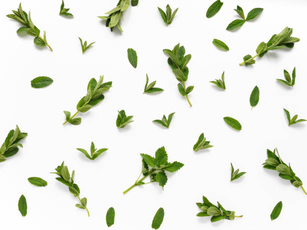 istock Mint leaves isolated on white background. Pattern of mint leaves. Top view, flat lay, mint closeup. 883669164