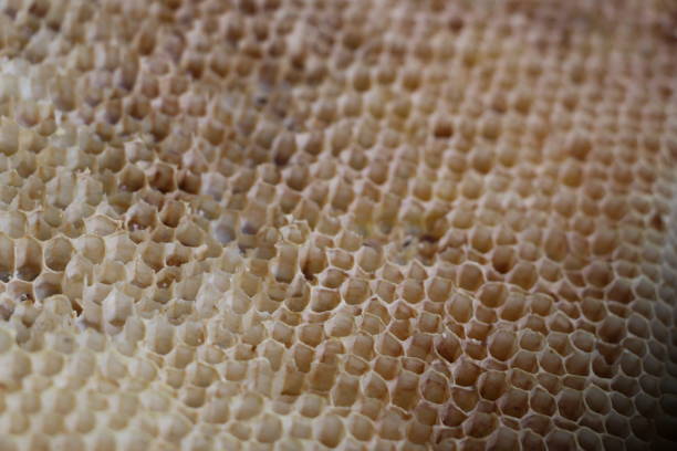 istock old honeycomb with honey remnants after use in hives 883673894