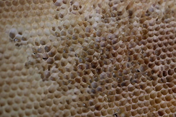 istock old honeycomb with honey remnants after use in hives 883673906