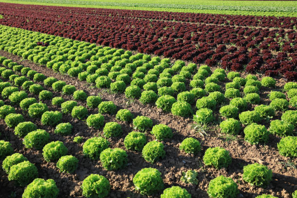 Fresh Lettuce on the Field in Germany stock photo