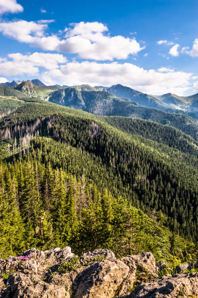 istock Forest and mountains, landscape of mountain range on the sky background 883676748