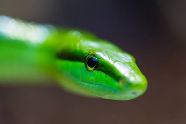 istock portrait green arboreal rat snake (gonyosoma oxycephalum) 883679000