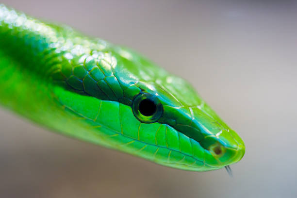 istock detailed side view green arboreal rat snake (gonyosoma oxycephalum) 883679030