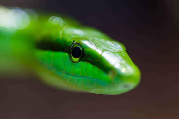 istock macro green arboreal rat snake (gonyosoma oxycephalum) 883679058