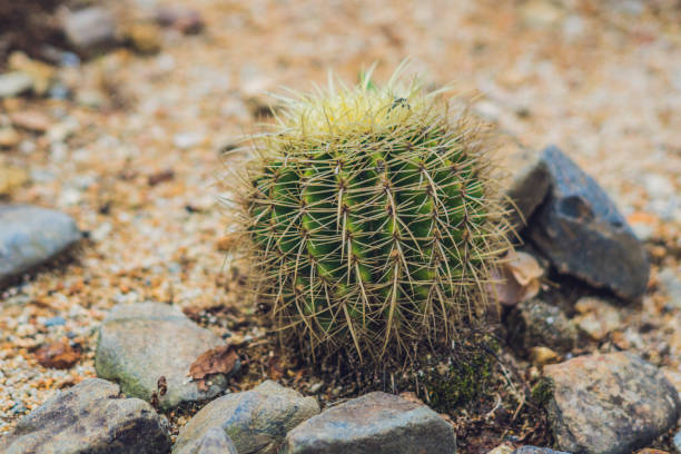 istock Big round cactus in a tropical park 883679126