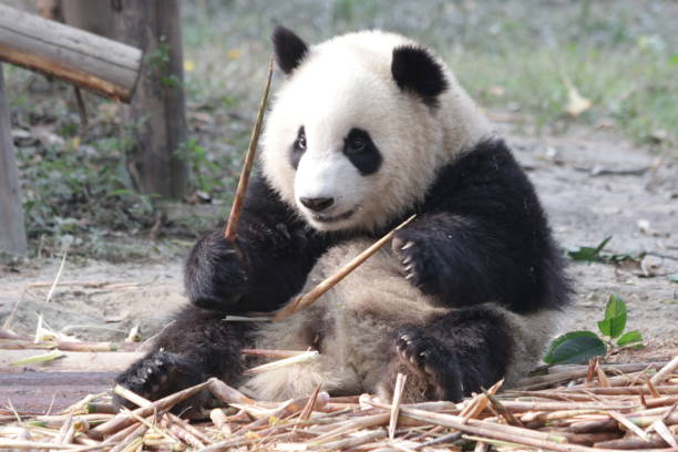 istock Giant Panda is Eating Bamboo, China 883687426