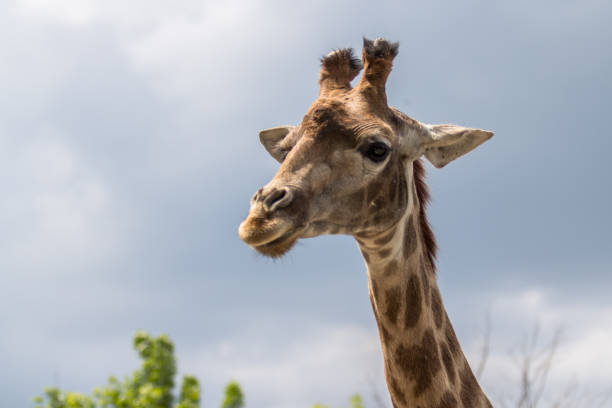 istock Portrait of the Giraffe 883695924