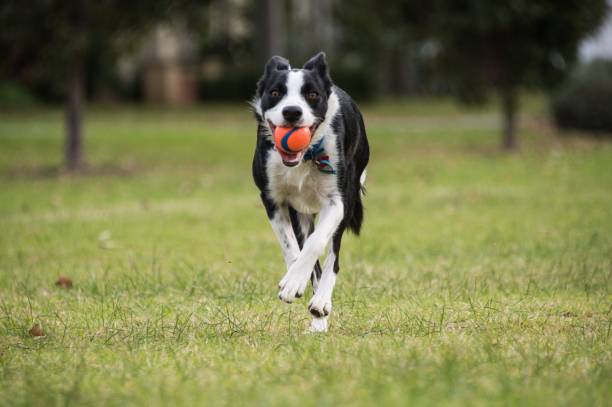 istock Playful dog with ball 883707200