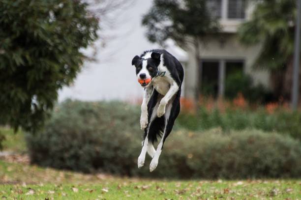 Playful dog with ball
