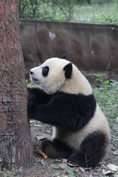 istock Giant Panda Cub in Chengdu Panda Base, China 883714016