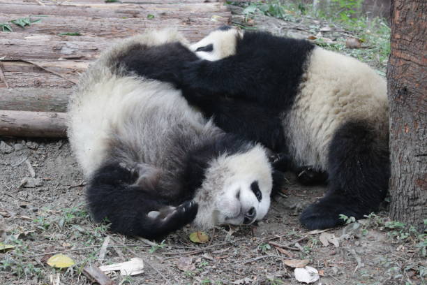 istock Giant Panda Cub in Chengdu Panda Base, China 883714060