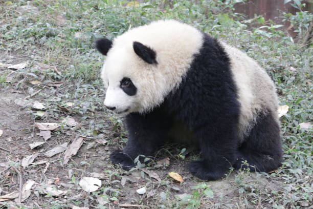 istock Giant Panda Cub in Chengdu Panda Base, China 883714110