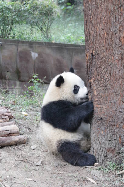 istock Giant Panda Cub in Chengdu Panda Base, China 883714208