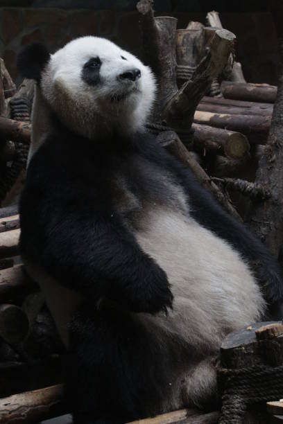 istock Close-Up Giant Panda Round Face, Chengdu Panda Base, China 883714284