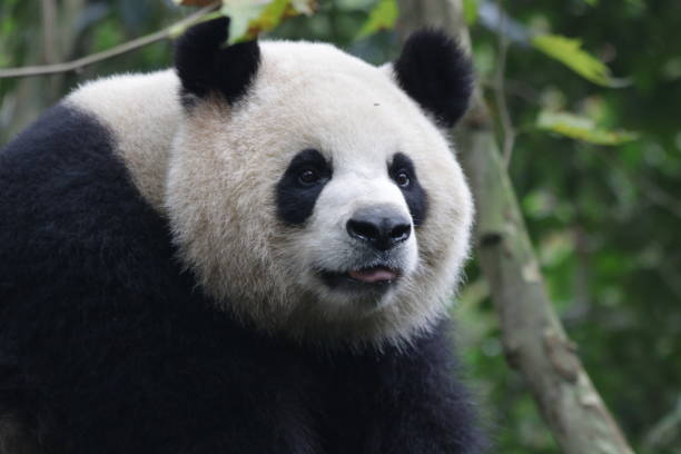 istock Funny Giant Panda in China 883720134
