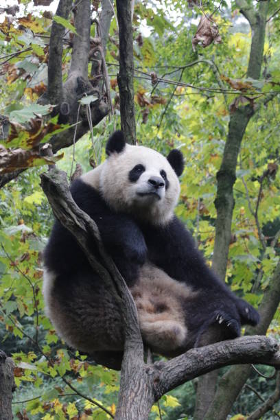istock Funny Giant Panda in China 883720308