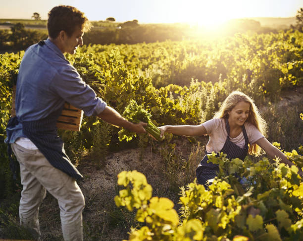 istock This harvest brought them many rewards 883729394