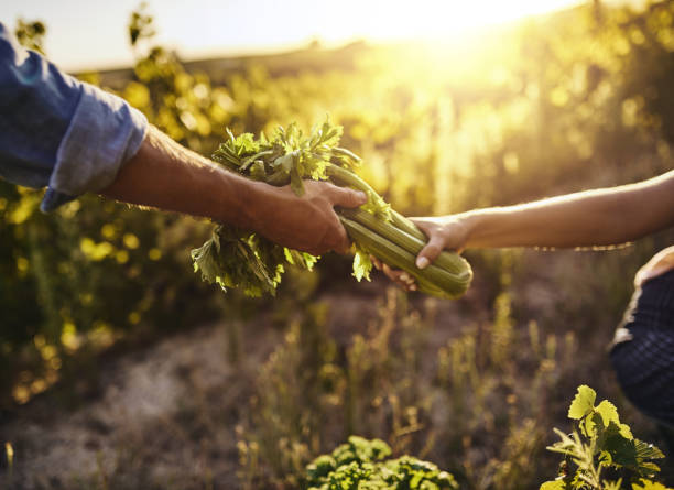 trasformare le verdure in un business - human hand gardening vegetable garden farm foto e immagini stock