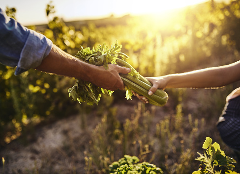 Cropped shot of a woman passing freshly picked celery to a man on a farm