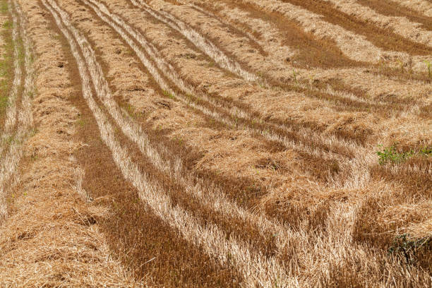 abstract long dry grass Traces of tractors in the high dry grass in nature, note shallow depth of field 7944 stock pictures, royalty-free photos & images