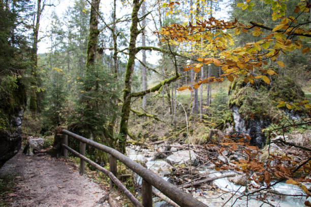 istock Hiking trail in the forest with stream in autumn 883731418